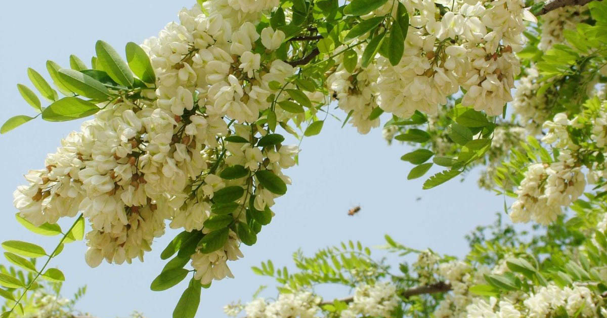 Cây hoa hòe là cây gì? Hoa hòe có tác dụng gì? Lưu ý dùng và nơi mua