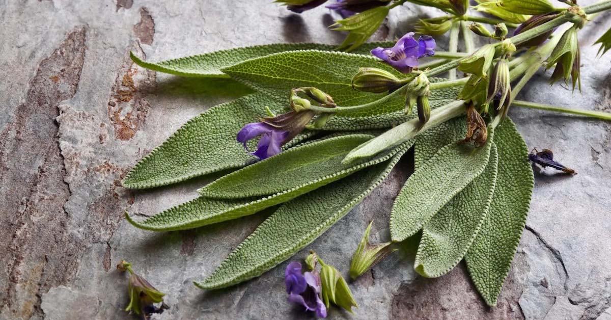 Cây xô thơm - sage là cây gì? Tác dụng của cây xô thơm đối với sức khỏe