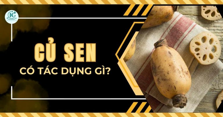 củ sen có tác dụng gì