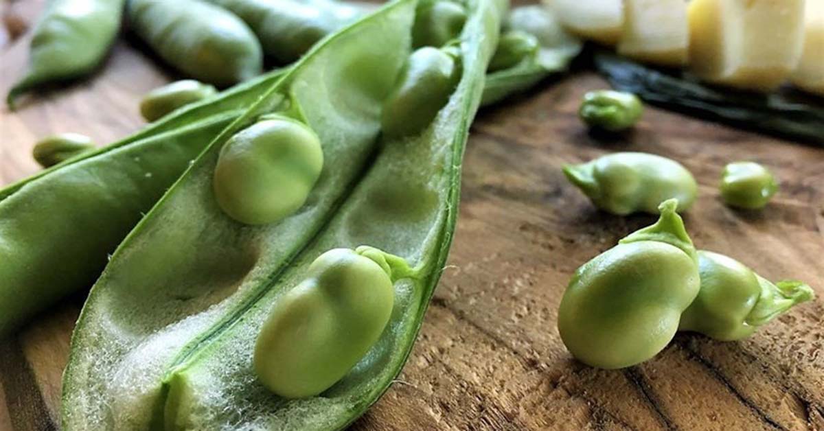 Đậu tằm - đậu fava là đậu gì? Tác dụng của đậu tằm - đậu fava với sức khỏe