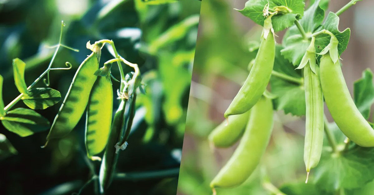 Đậu tuyết (snow pea) và đậu snap (sugar snap peas) là gì? Tác dụng