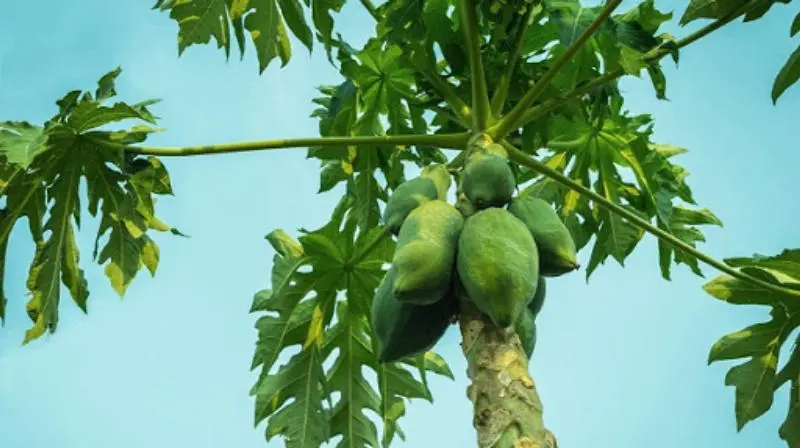 Đu đủ là loài cây gì