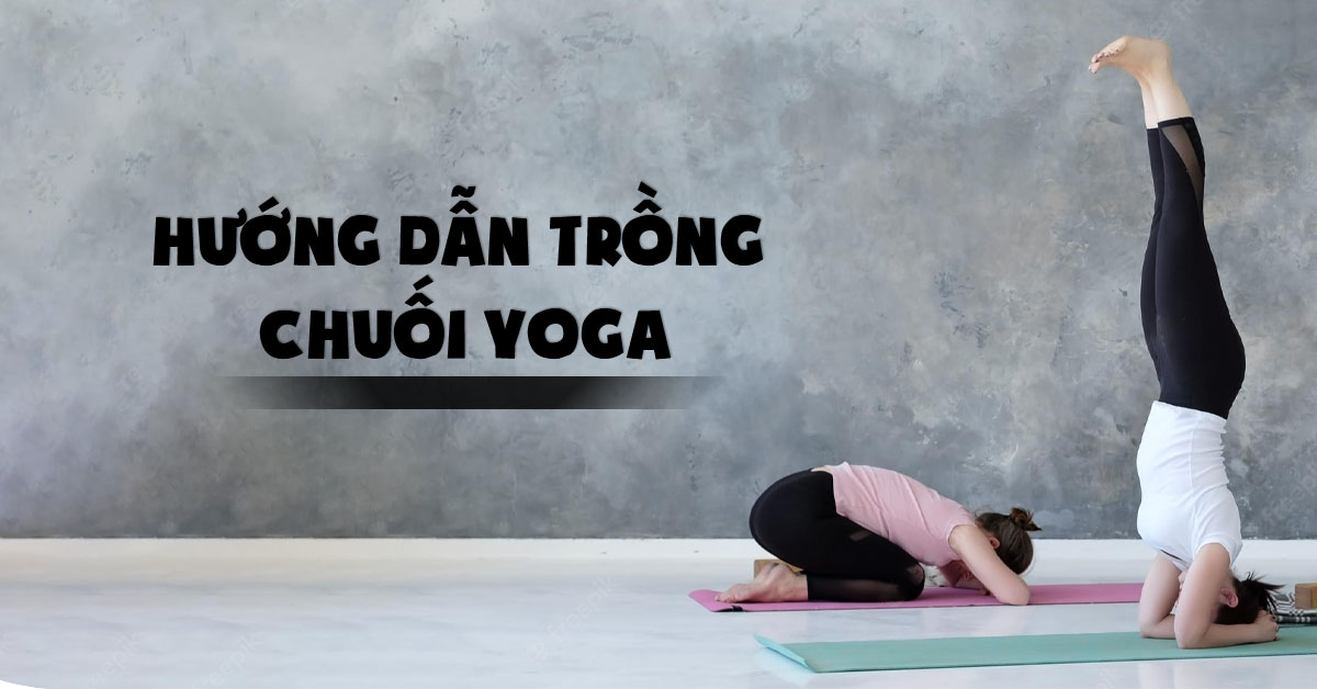 Hướng dẫn cách trồng chuối yoga