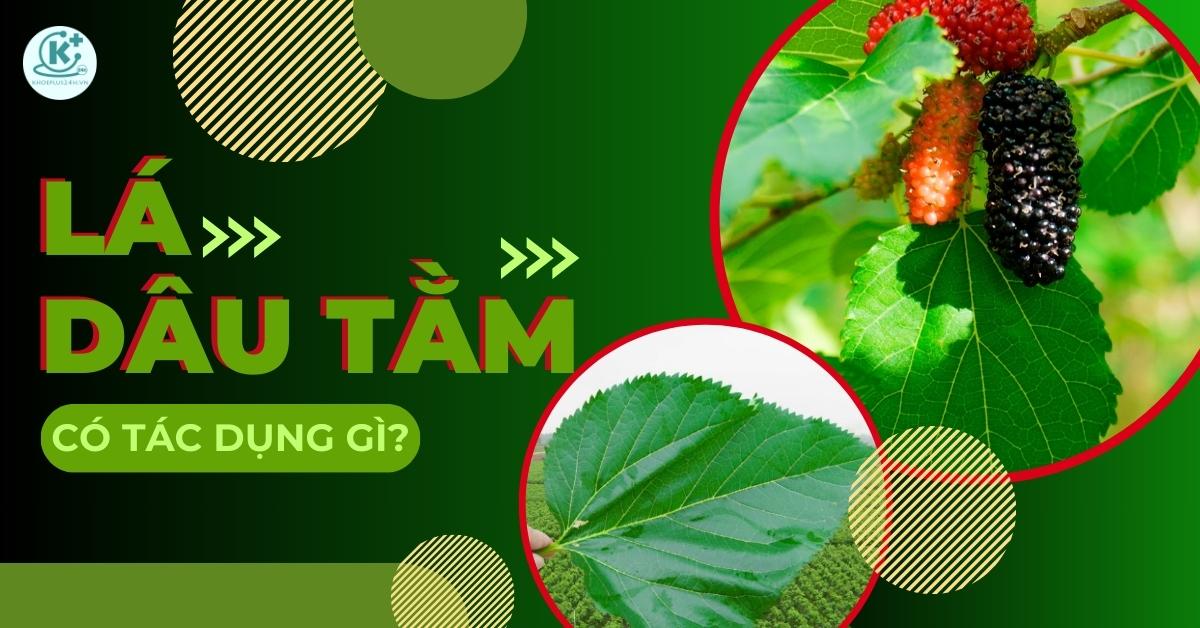lá dâu tằm có tác dụng gì