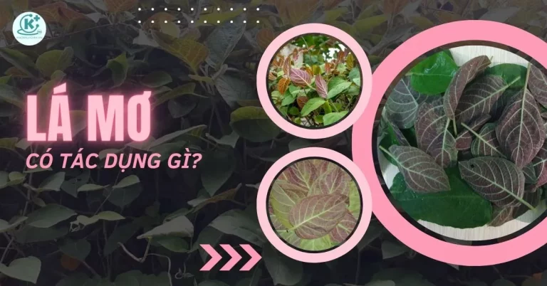 lá mơ có tác dụng gì