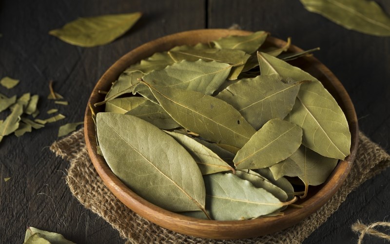 Lá nguyệt quế mua ở đâu?