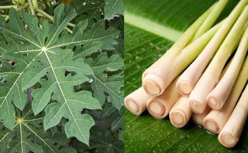 Nấu nước lá đu đủ đực tươi với sả