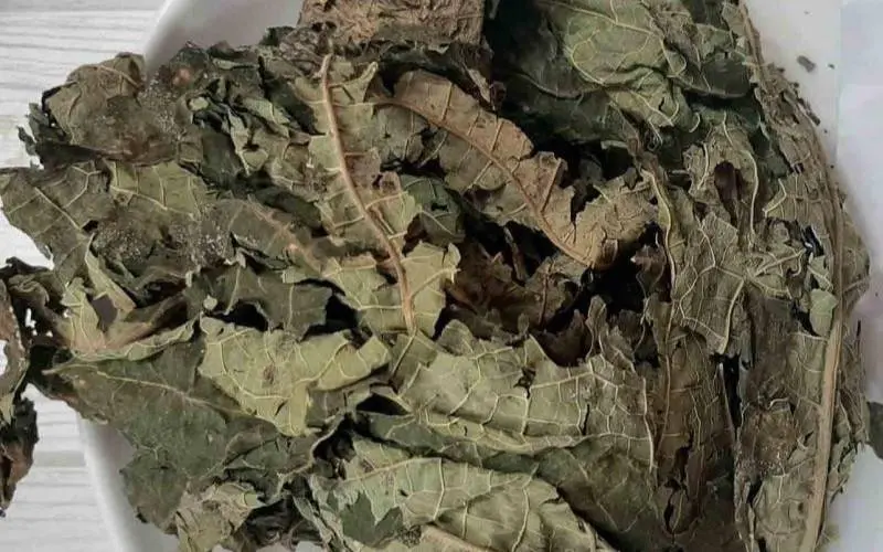 Nên uống nước lá đu đủ đực tươi hay phơi khô