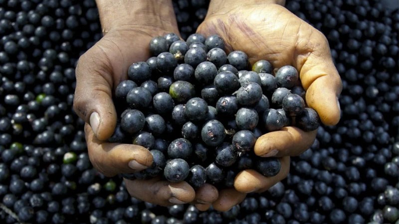 Mua quả acai berry ở đâu, giá bao nhiêu?