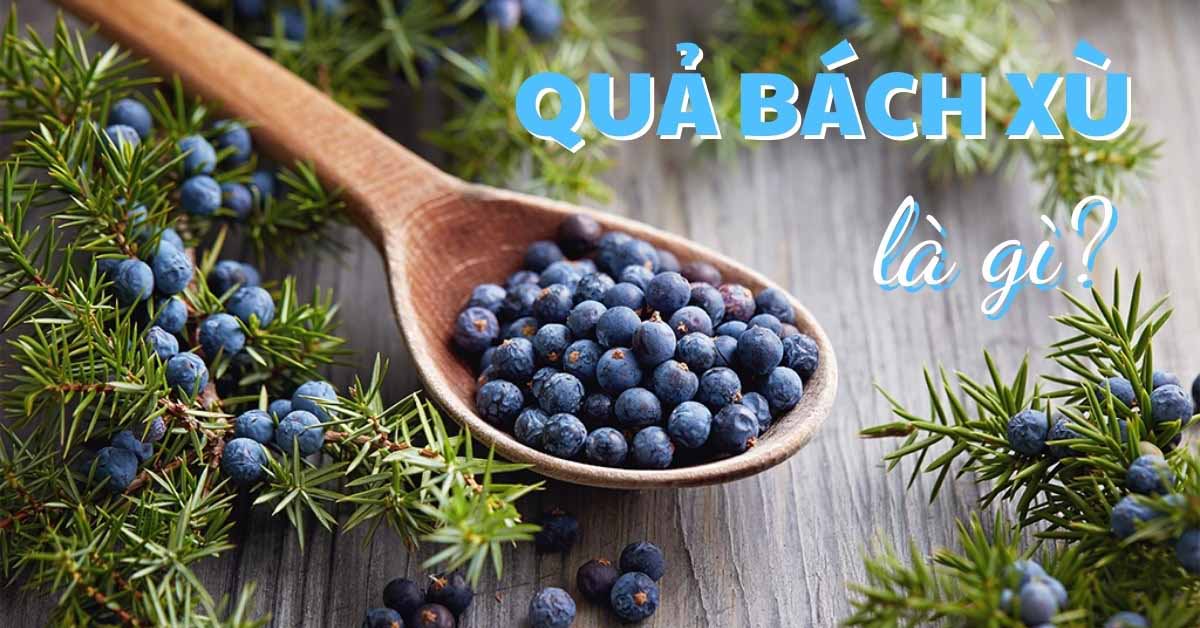 Quả bách xù, juniper berry là gì? Mua ở đâu và tác dụng của quả bách xù