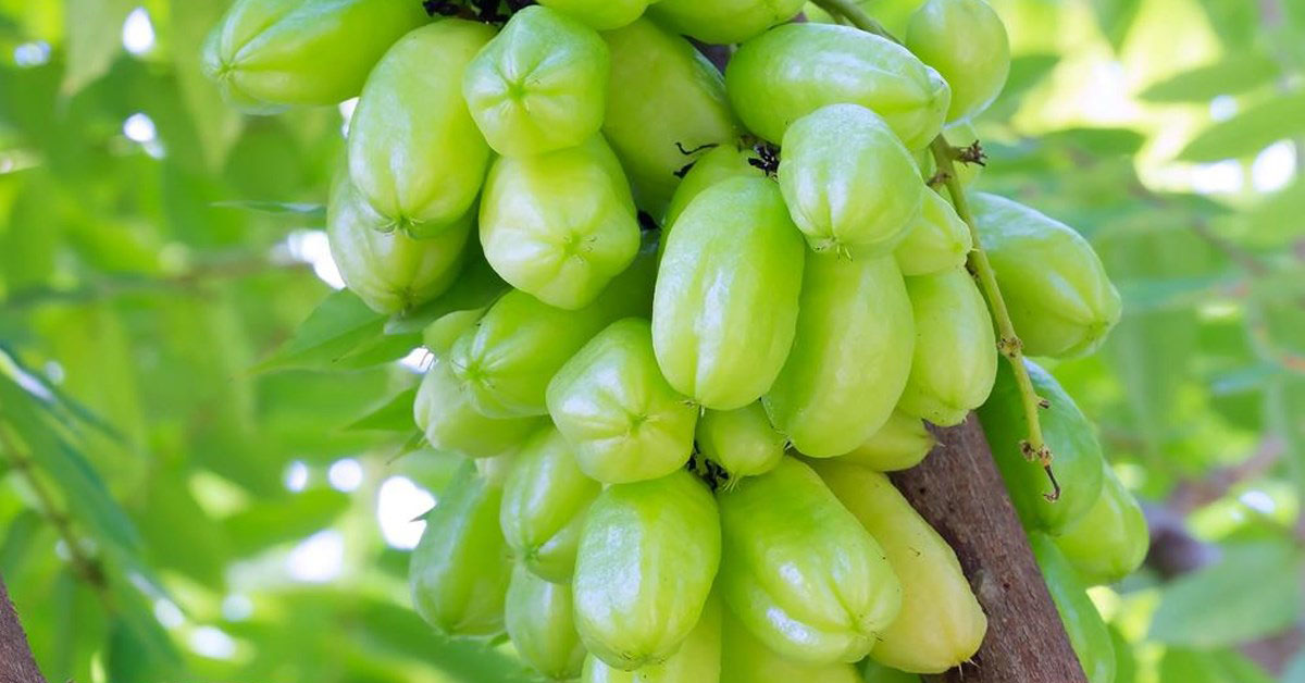 Quả khế tàu là gì, có tác dụng gì? Khế tàu mua ở đâu?