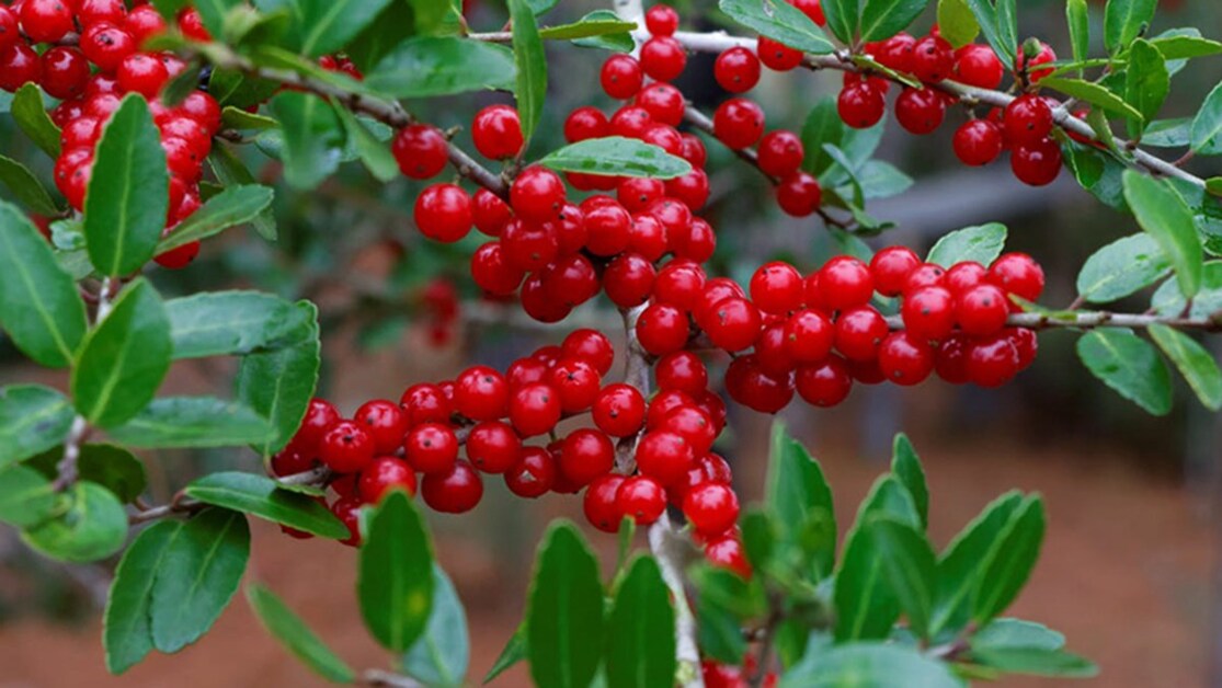 cranberry là gì, nam việt quất là gì, tác dụng của nam việt quất