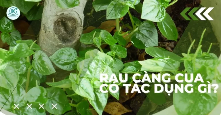rau càng cua có tác dụng gì
