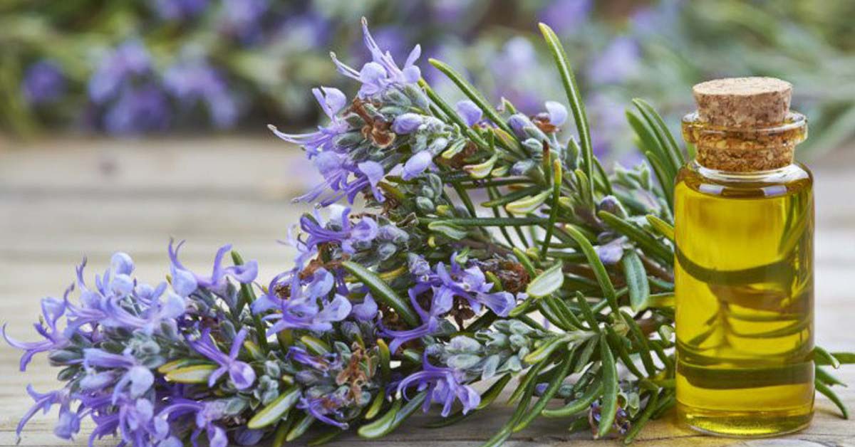 Rosemary là gì? Tác dụng của tinh dầu hương thảo - rosemary với sức khoẻ