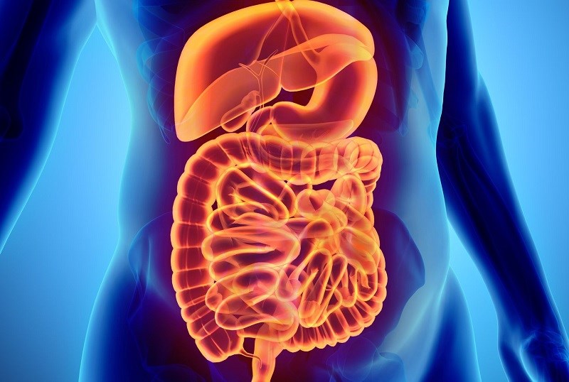 Hỗ trợ sức khỏe của hệ tiêu hóa