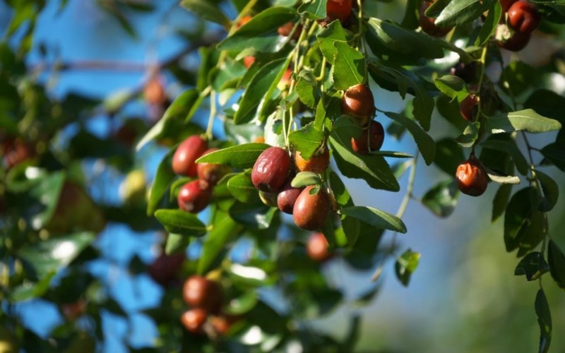 Mua táo đỏ ở đâu, giá bao nhiêu?