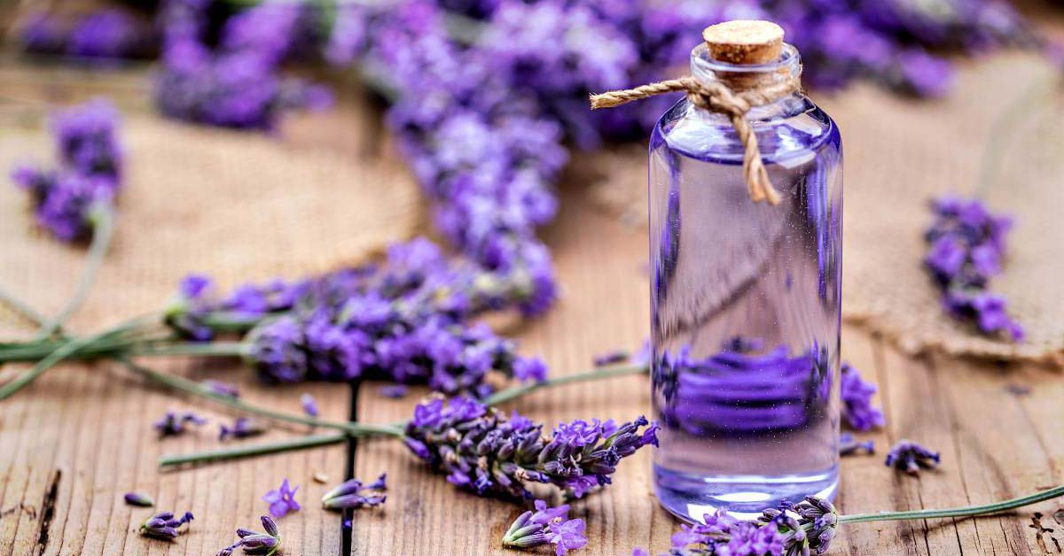 Tinh dầu hoa oải hương có tác dụng gì? Các lưu ý khi dùng tình dầu