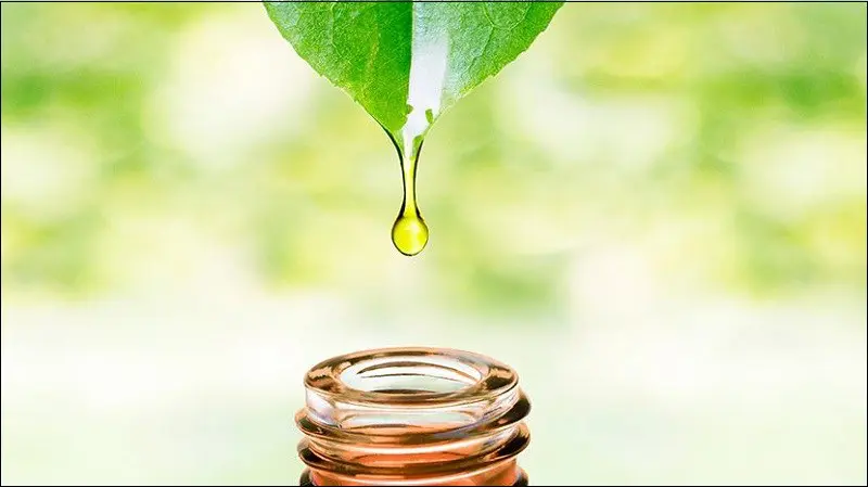 Tinh dầu trà xanh bán ở đâu?