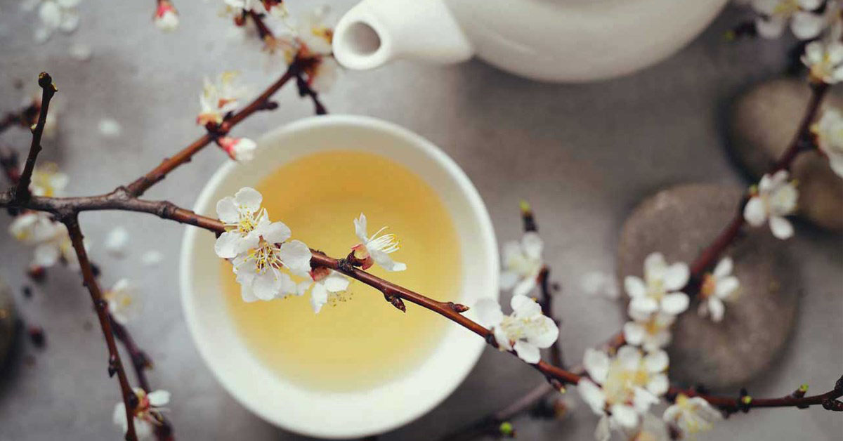 Trà trắng là gì? Tác dụng tuyệt vời của trà trắng đến sức khoẻ