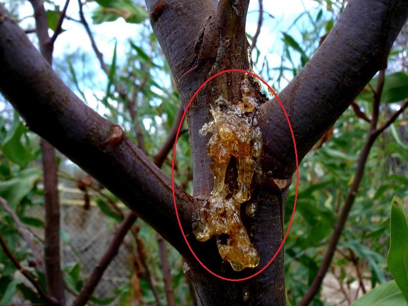 Tuyết yến là gì