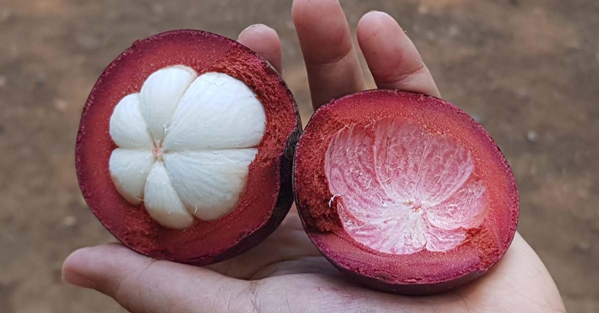 Vỏ măng cụt có tác dụng gì? Tác dụng từ vỏ măng cụt và lưu ý khi dùng