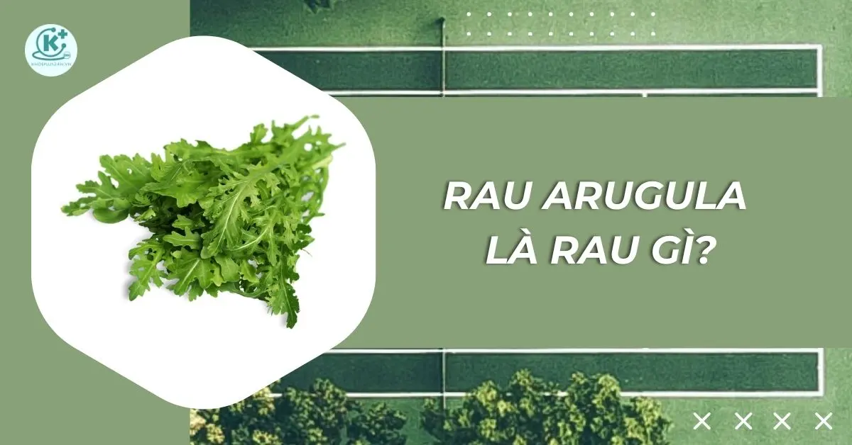 rau arugula là rau gì