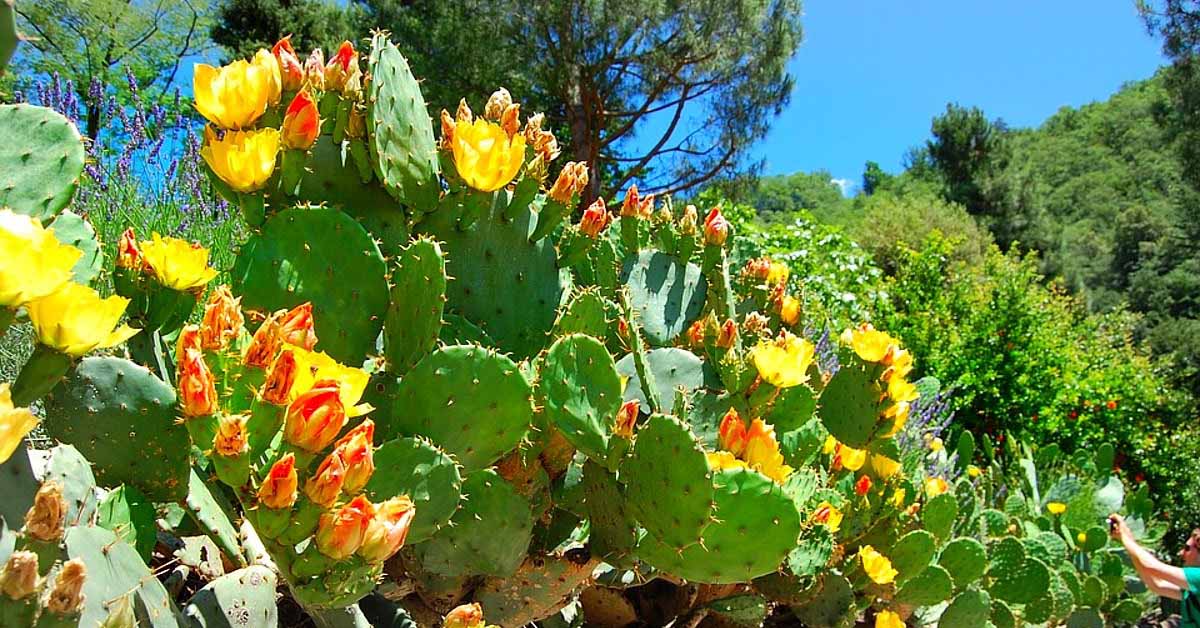 Xương rồng lê gai, prickly pear là gì? Cách sử dụng, tác dụng và nơi mua