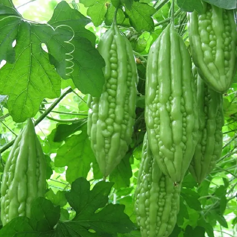 Khổ qua - mướp đắng