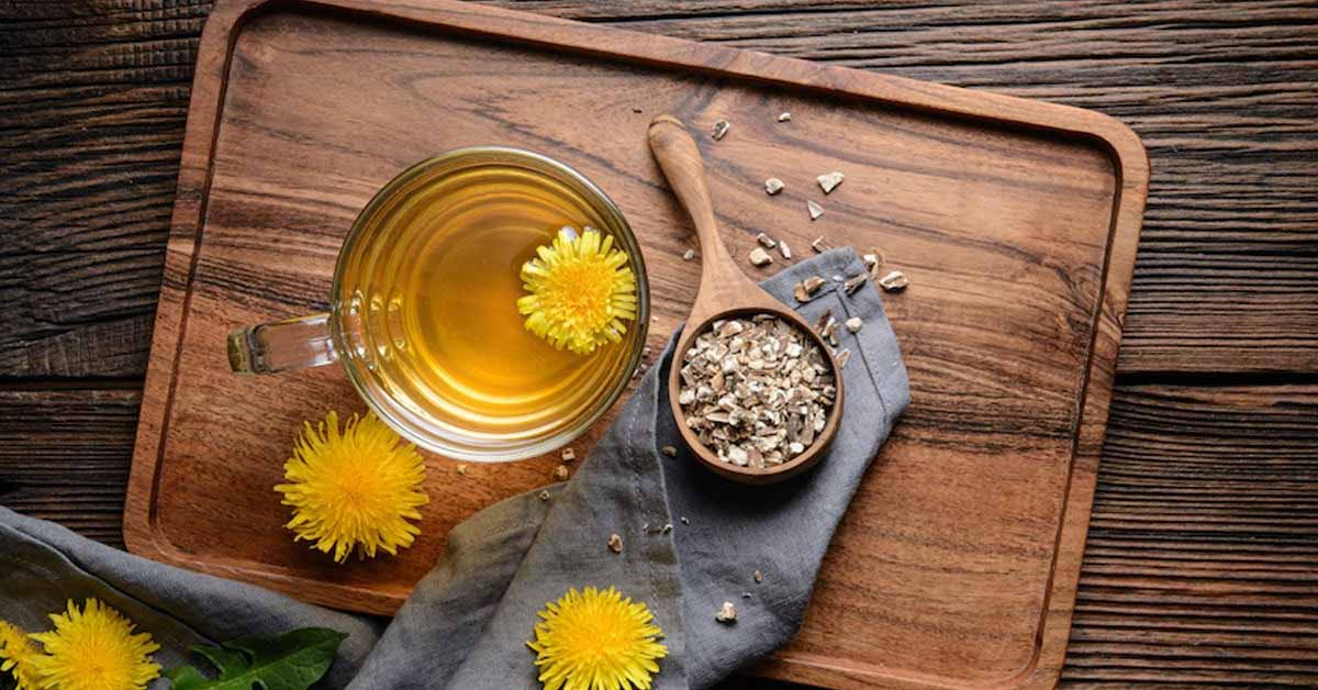 Trà bồ công anh là gì, mua ở đâu? Trà bồ công anh có tác dụng gì?
