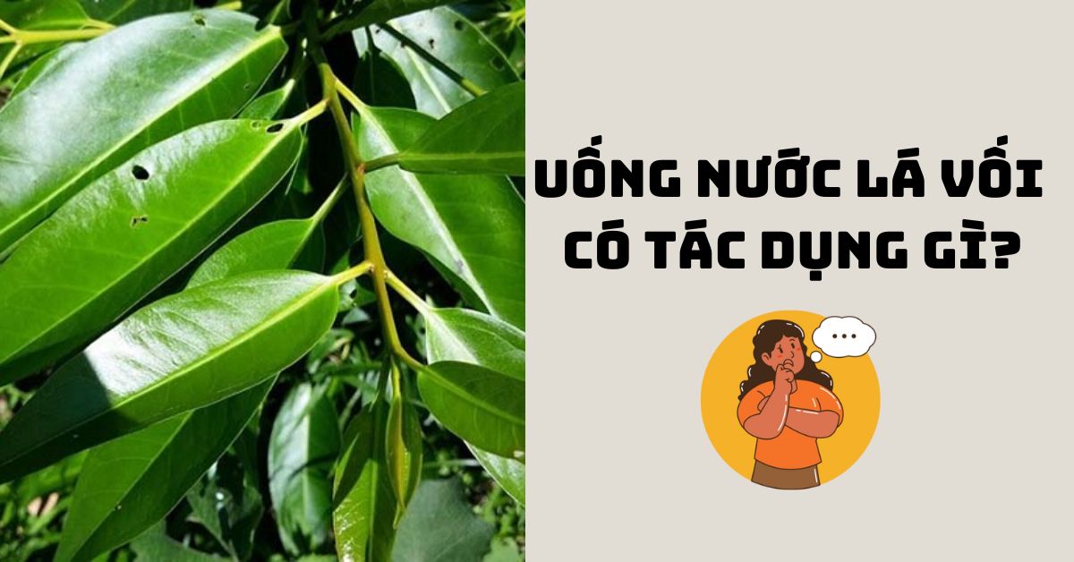 uống nước lá vối có tác dụng gì