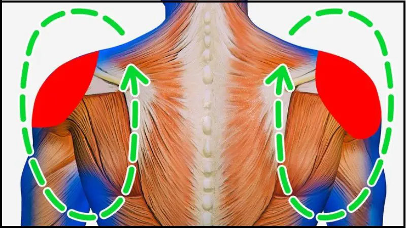 Động tác xoay vai đơn giản giúp cơ vùng vai được thả lỏng