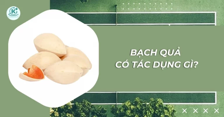 bạch quả có tác dụng gì