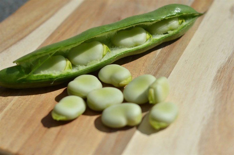 Cung cấp protein