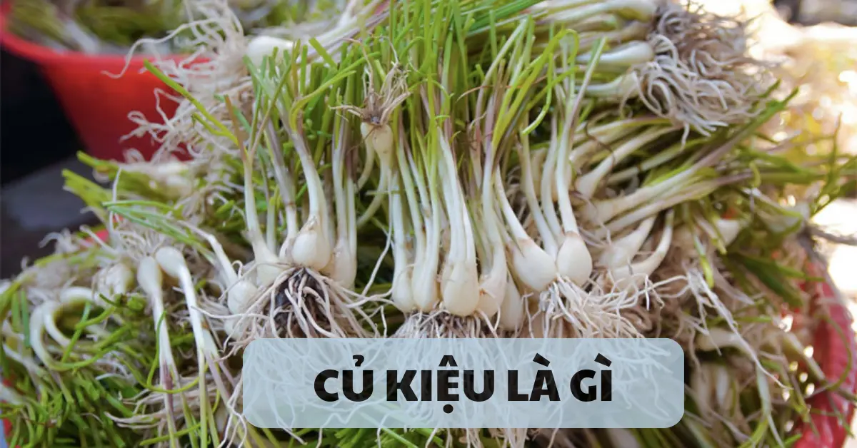củ kiệu là gì