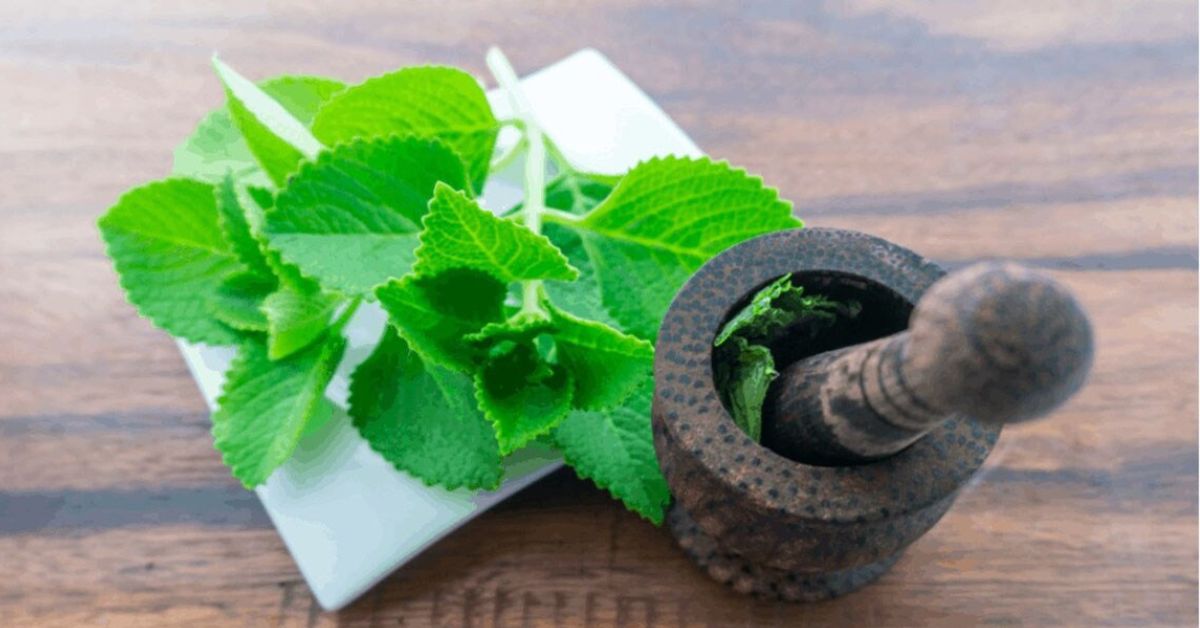 tác dụng của cây húng chanh