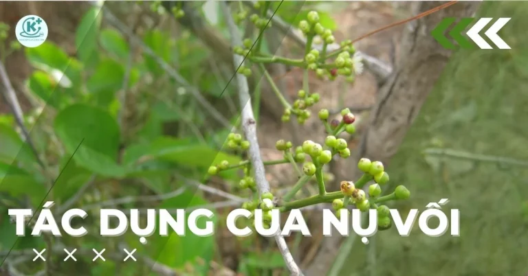 nu-voi-la-gi-tac-dung-cua-nu-voi-cach-pha-bao-quan-va-gia-nu-voi-thumb