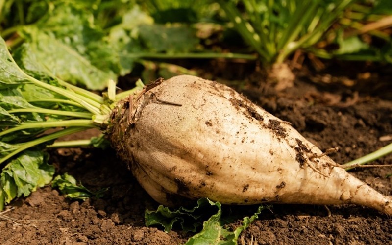 Củ cải đường và nước ép củ cải đường