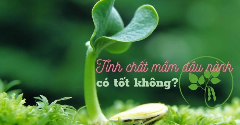 Tinh chất mầm đậu nành có tốt không? Cách làm bột tinh chất từ nó