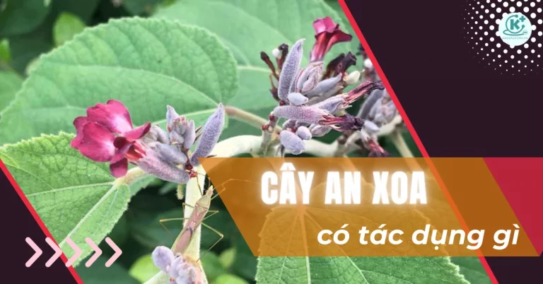 Cây an xoa có tác dụng gì? 10 tác dụng của cây an xoa