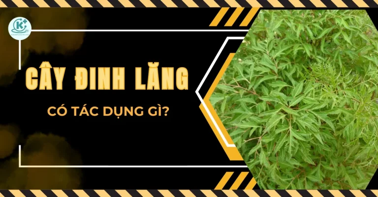 Cây đinh lăng có tác dụng gì đối với sức khỏe? Lưu ý khi dùng