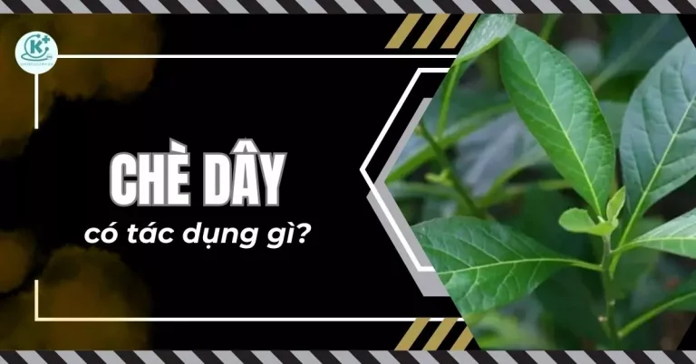 chè dây có tác dụng gì