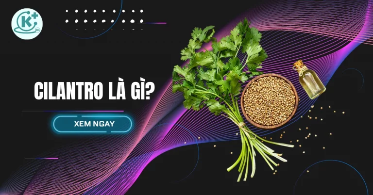 cilantro là gì