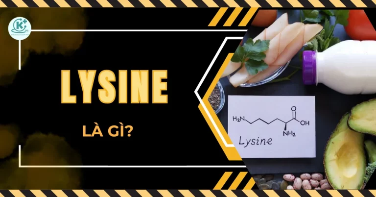 Lysine là gì? 10 Tác dụng của lysine đối với sức khỏe co người