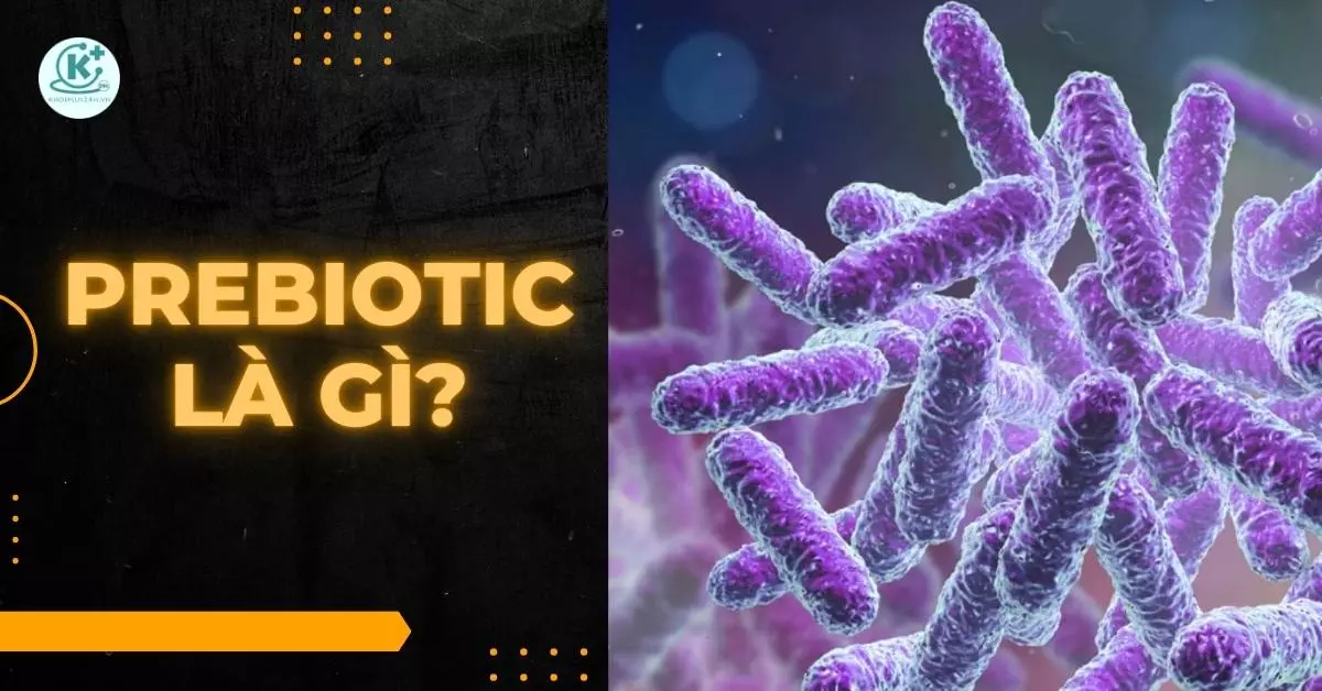 prebiotic là gì