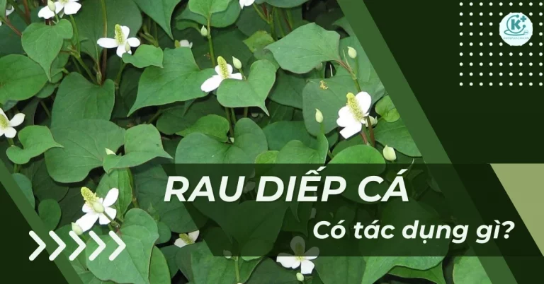 Rau diếp cá có tác dụng gì? Ăn diếp cá hằng ngày có tốt không?