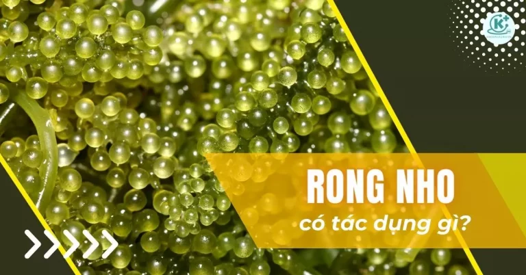 rong nho có tác dụng gì