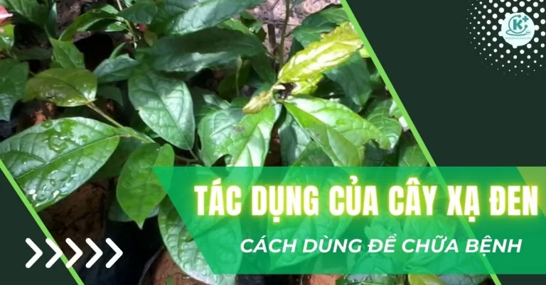 tác dụng của cây xạ đen