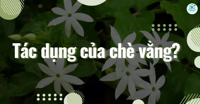 tác dụng của chè vằng