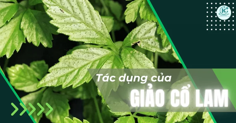 Uống giảo cổ lam có tốt không? 7 tác dụng của giảo cổ lam