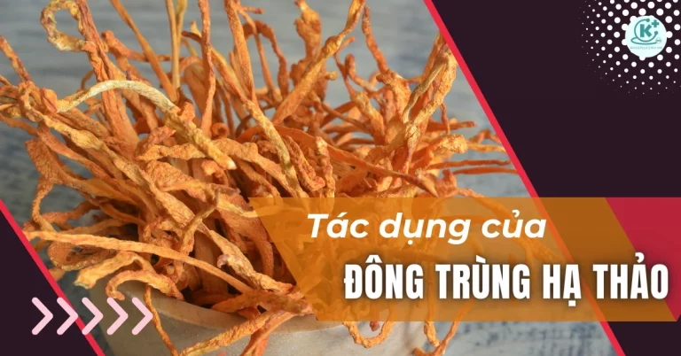 9 tác dụng đông trùng hạ thảo, cách dùng và liều dùng